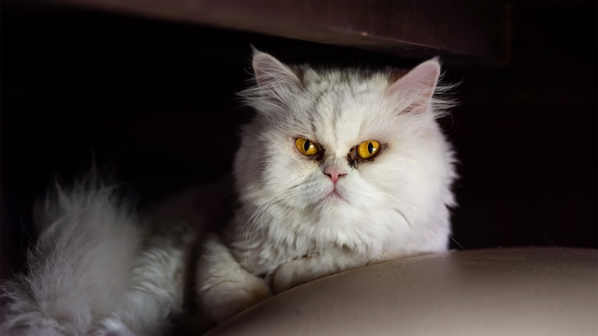 欧冠“黑暗中的光芒”:逆境中的坚韧不拔,黑暗中的光詹姆斯