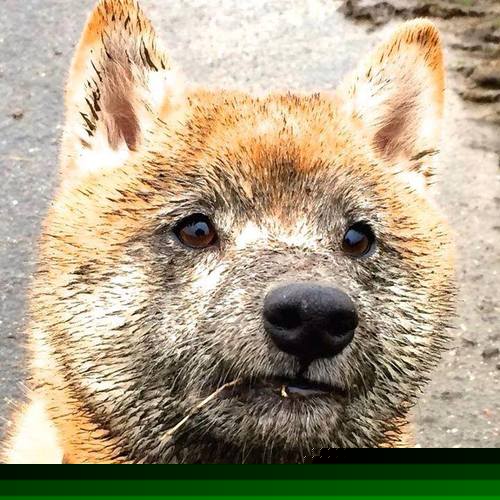 九游娱乐-反越位意识是否成为边锋培养核心内容，反越位什么意思