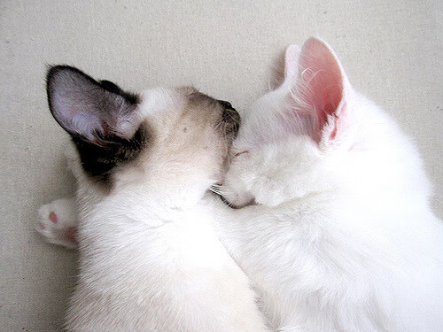 九游app下载中心-哥伦比亚青少年马术选手在2024年全国青少年马术锦标赛中表现出色，获得多项荣誉。