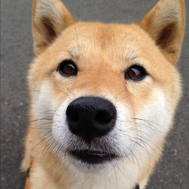 塞尔维亚女篮在欧洲大赛中表现强势,争夺冠军奖牌,塞尔维亚女篮奥运表现