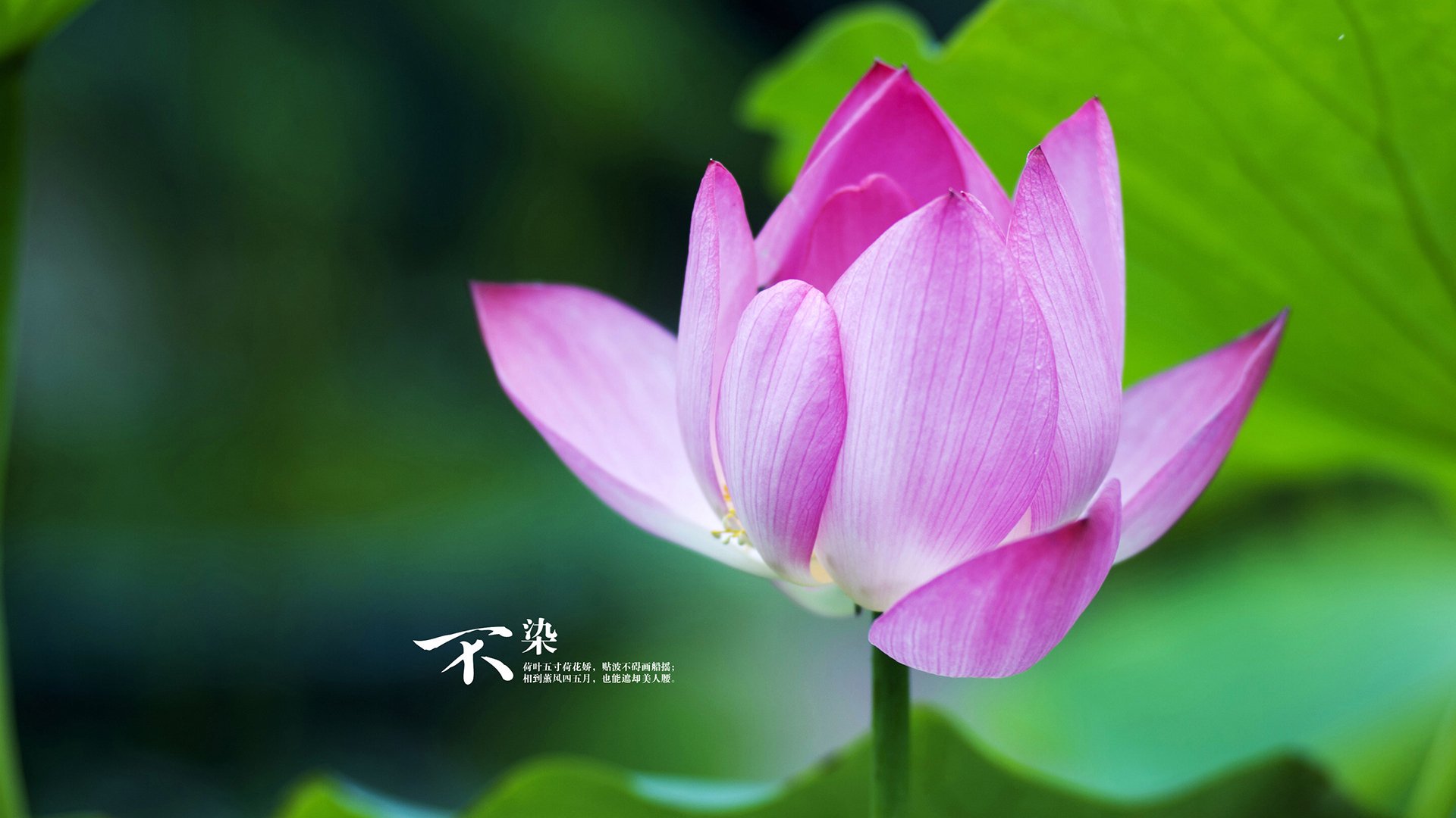 比利时男篮在欧洲预赛中坚持不懈,迈向奥运目标,比利时男篮世界排名